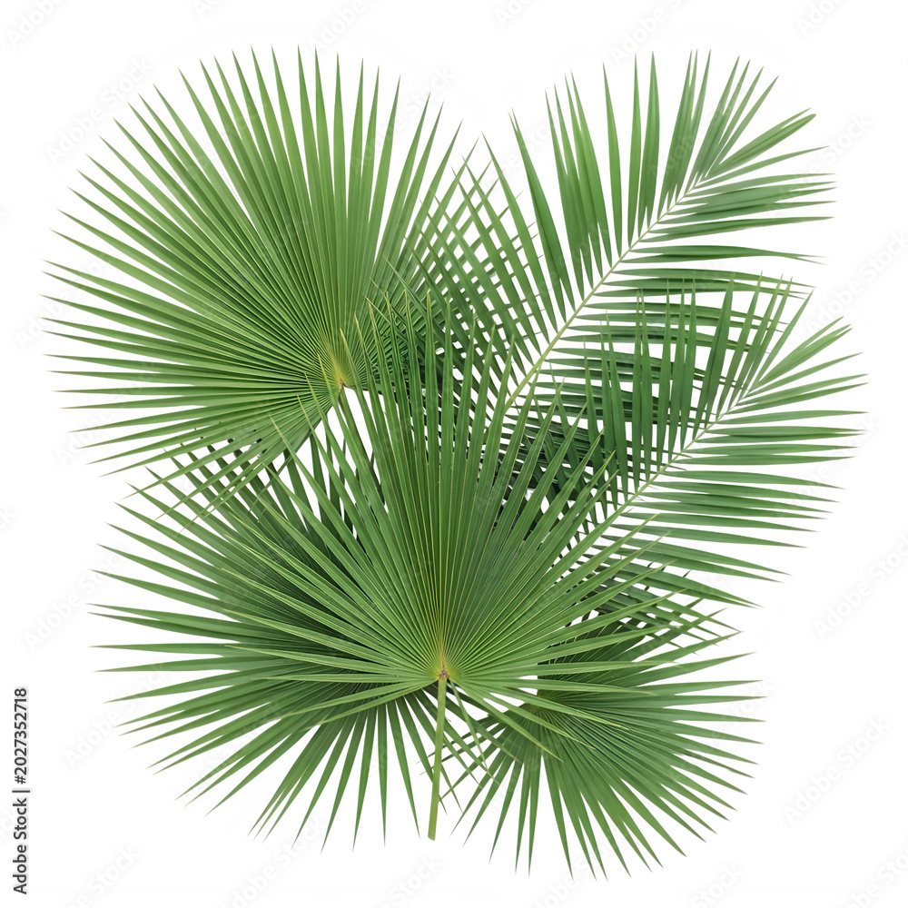 Fototapeta premium A close up of a green palm tree leaf with many sharp pointed segments visible clearly