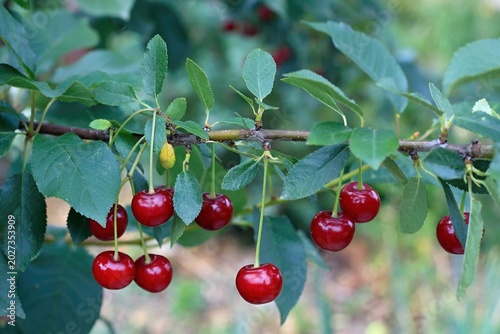 Ripe sour cherrries on a branch in the garden. Green leaf  background of sour tree orchard.