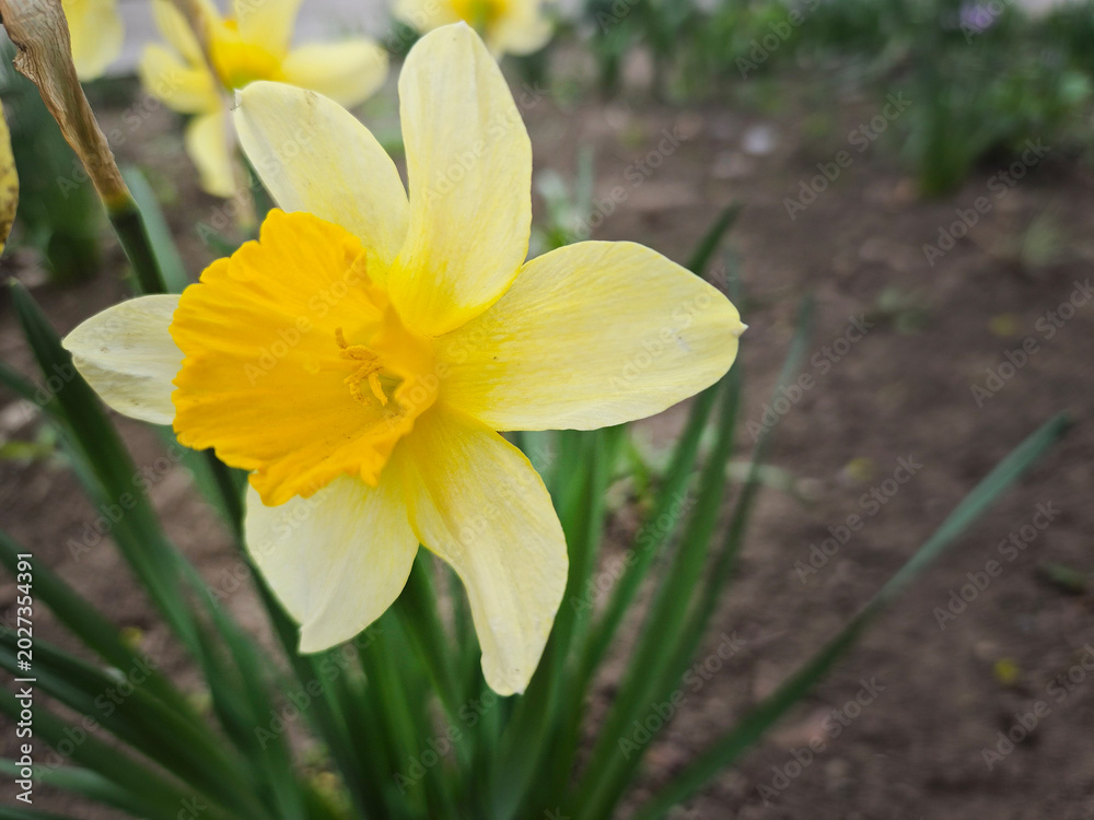 Fototapeta premium Photo of a bright daffodil flower growing in a flower bed among green leaves. The delicate yellow petals convey a sense of spring, freshness, beauty, and natural harmony.