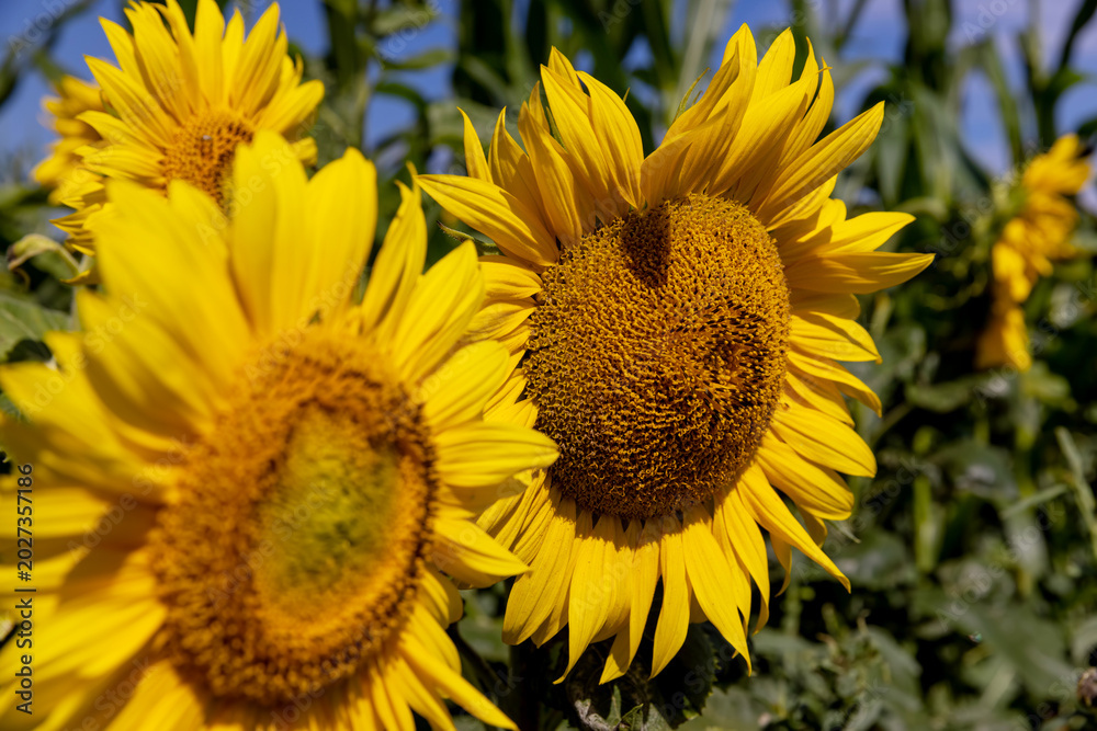 Obraz premium yellow bright sunflowers in a field, common sunflower