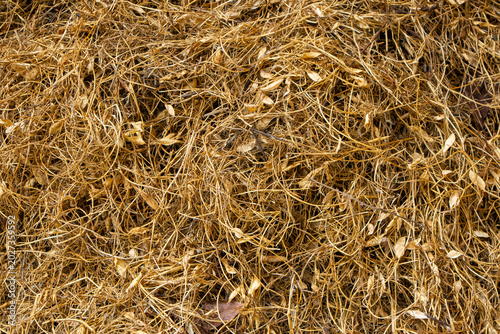 Bilde på lerret Dry brown grass and leaves natural textured background overhead material detritu