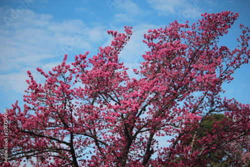 Cherry blossoms and sky blue