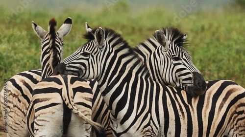 Tender moment between zebras in the African savanna as members of the herd rest their heads gently on each other’s backs, showing social bonding and peaceful interaction in natural wildlife habitat