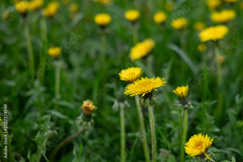 yellow dandelions on green grass