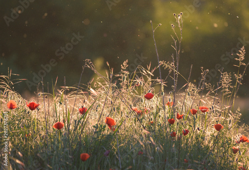 Landscape with poppies at sunset. Red wildflowers