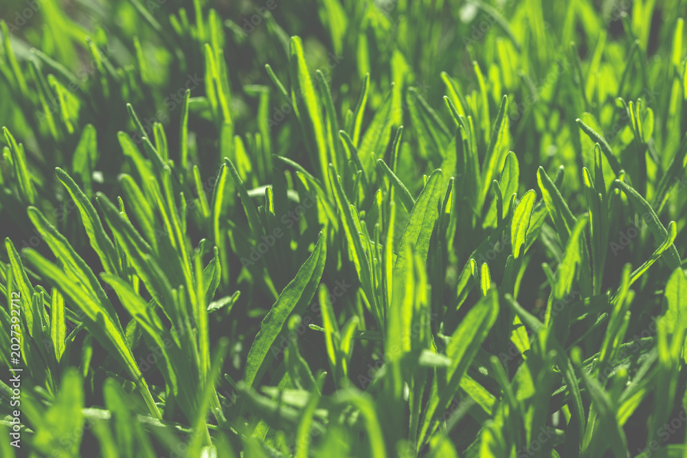 Φωτογραφία Background. Green lavender leaves close-up