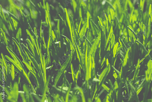 Background. Green lavender leaves close-up