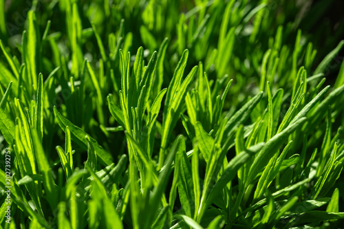 Background. Green lavender leaves close-up