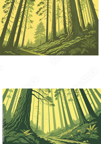 Redwood forest landscape with sun rays shining through tall trees and woodland path vector illustration