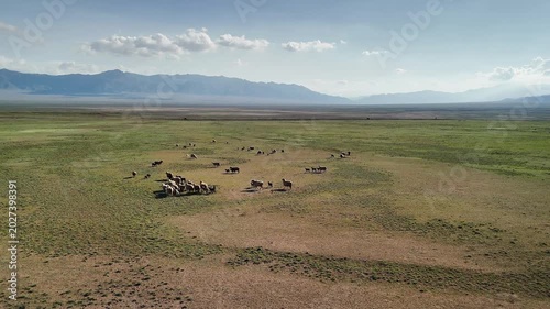 Aerial steppe landscape and herd of sheep in Kazakhstan