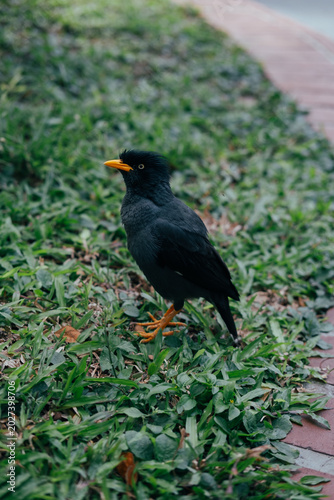 blackbird on the grass