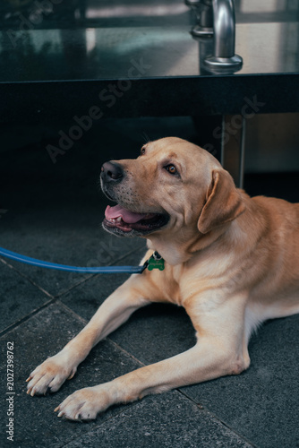 portrait of a dog