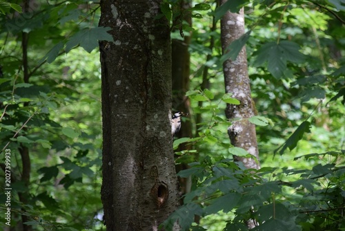 Tableau sur toile Great Spotted Woodpecker with substantial Prey