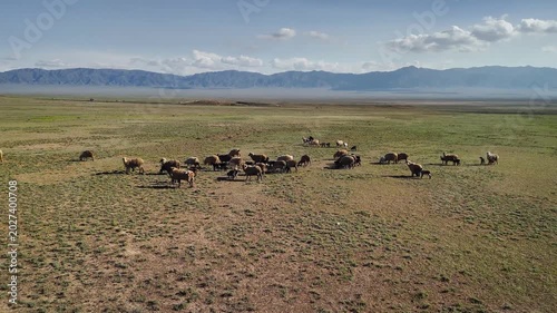 Aerial steppe landscape and herd of sheep in Kazakhstan
