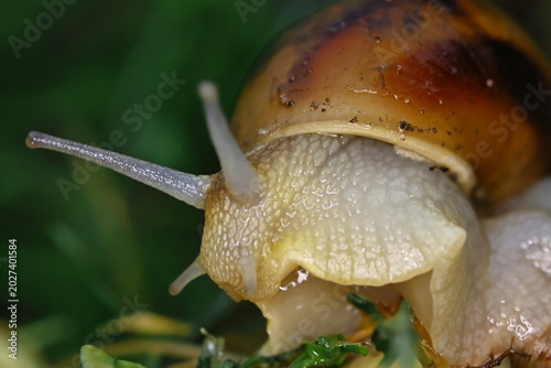 Quadro em tela Snail in the garden after rain close-up.