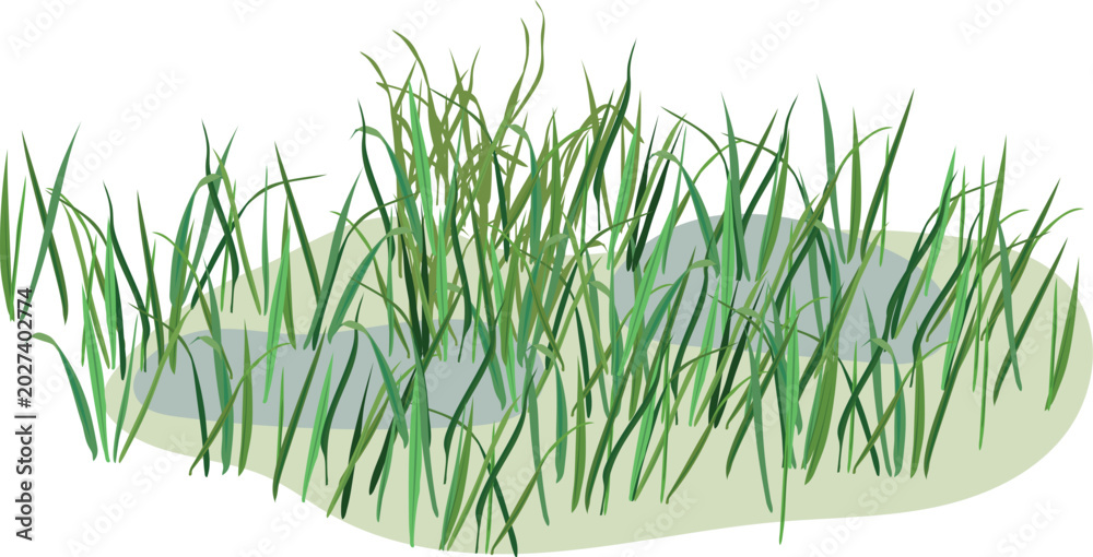 Obraz premium Green swamp grass tufts and marsh sedge in water, vector illustration isolated on transparent background