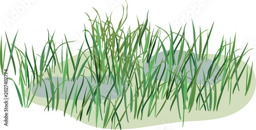 Bild auf Leinwand Green swamp grass tufts and marsh sedge in water, vector illustration isolated o