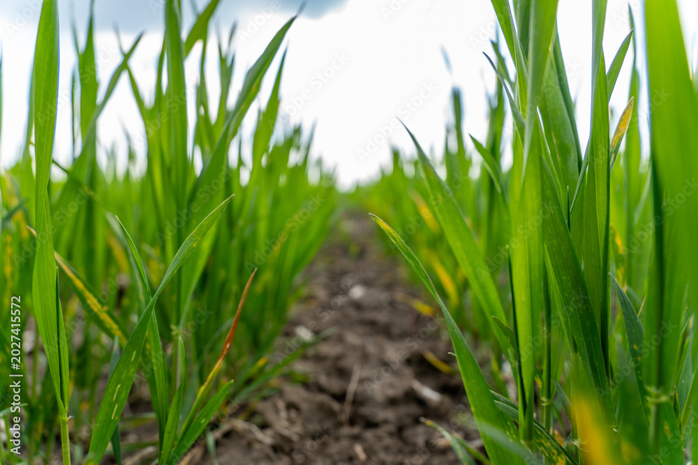 Fototapeta premium Wheat sprouts are visible growing in a field. The plants stand tall with dirt beneath them. The sky has clouds in the background