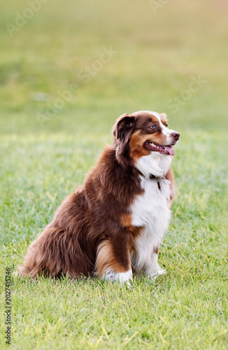 Red Tri Aussie