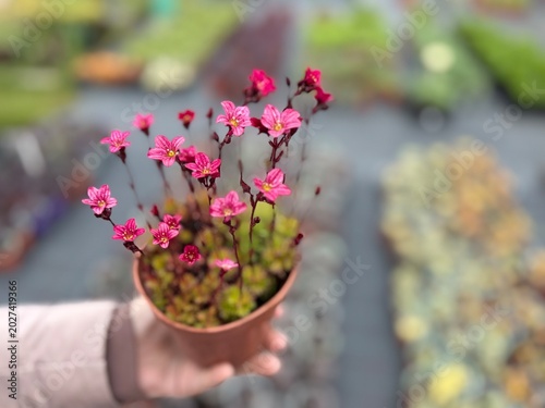 Tableau sur toile Hand holding potted mossy saxifrage (Saxifraga x arendsii) with bright pink flowers in bloom at plant nursery, with soft blurred garden background