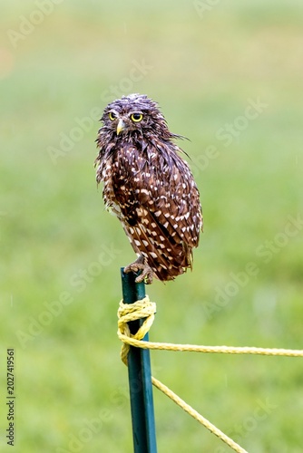 Burrowing Owl