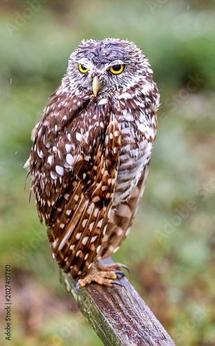 Burrowing Owl