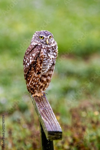 Burrowing Owl