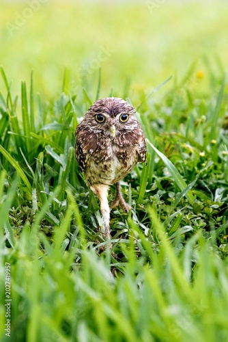 Burrowing Owl