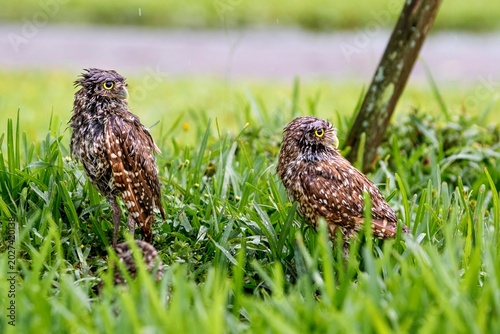 Burrowing Owl