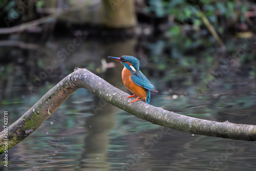KingfisherA female Kingfisher standing on a dead tree branch above a water way