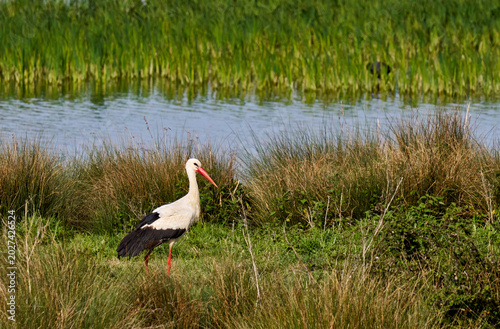 White Stork Over the Marsh Mirror