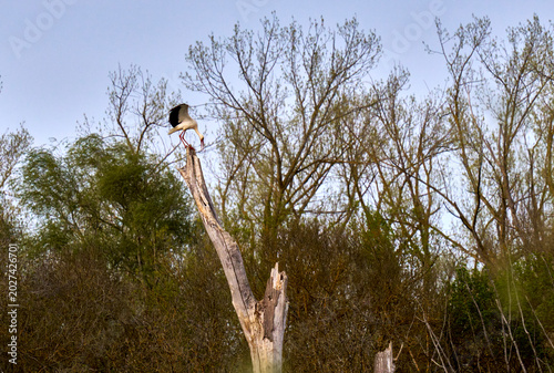 Watchful Stork Perched on the Tree