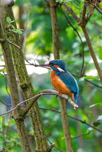 KingfisherA female Kingfisher standing on a dead tree branch above a water way