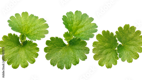 Tableau sur toile Fresh green cilantro leaves with serrated edges, isolated on transparent backgro