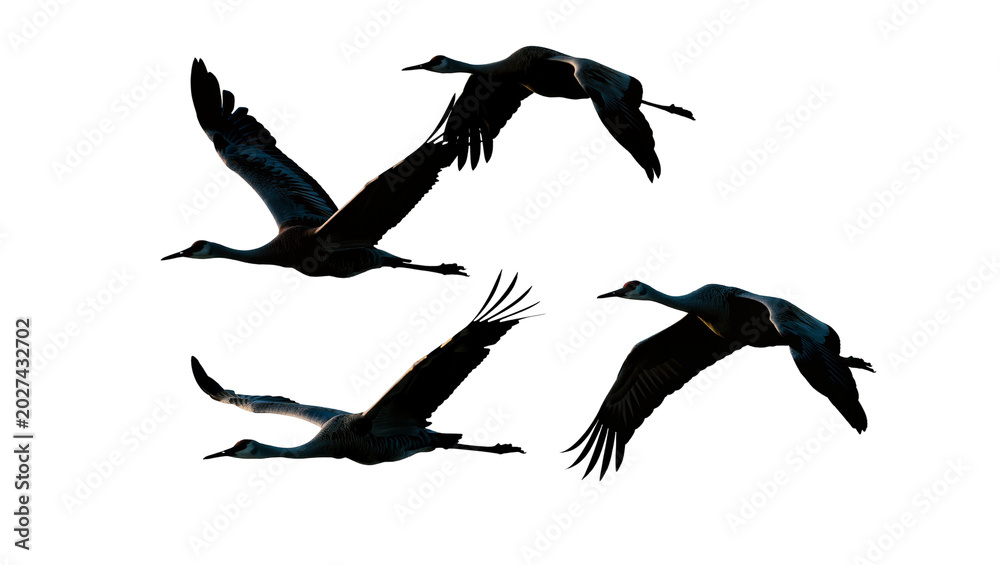 Fototapeta premium Four dark silhouettes of cranes in flight, isolated on transparent background