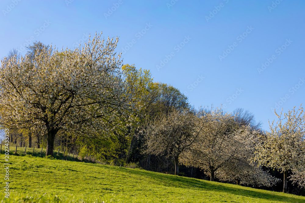 Fototapeta premium Spring landscape, The terrain of hilly countryside in Zuid-Limburg, Lush green grass meadow and cherry blossom orchard on hillside, Gulpen-Wittem is a village in Dutch province of Limburg, Netherlands