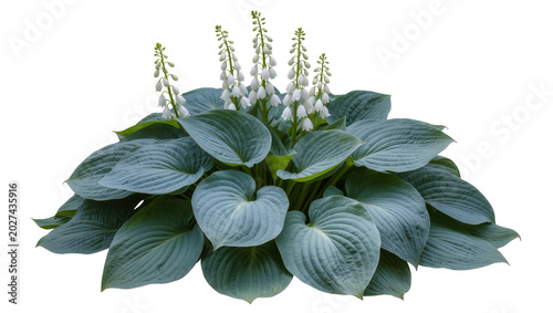 Tableau sur toile Blue hosta plant with white flower spikes, isolated on transparent background