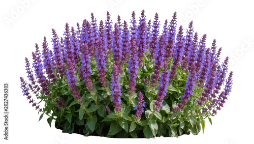 Photography Vibrant purple salvia flowers with green foliage, isolated on transparent backgr