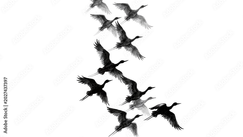 Fototapeta premium Flock of black cranes flying in formation, isolated on transparent background