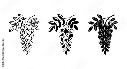 Obraz na płótnie Black Locust Flower Vector Icons, Delicate Botanical Illustration, Floral Branch