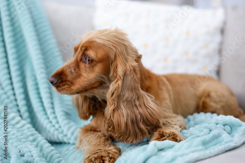 Foto English Cocker Spaniel dog resting on sofa at home