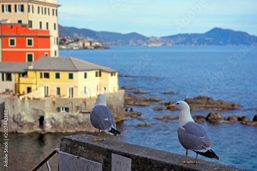 The picturesque seaside village of Boccadasse, famous for its pastel-colored houses Genoa  Italy