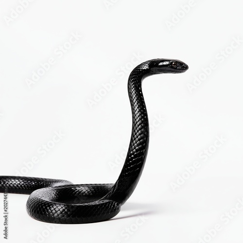 Black Snake Moves Across a Plain Surface in a Studio Setting During Daylight ...