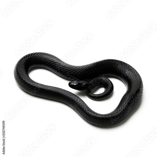 Black Snake Moves Across a Plain Surface in a Studio Setting During Daylight ...