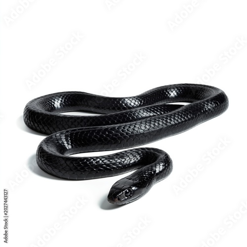 Black Snake Curls on a White Background Showing Head and Scales in Clear Detail