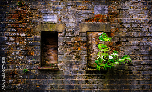 Φωτογραφία GREENWICH, ENGLAND – Green plants grow through cracks in an old brick wall, where urban nature reclaims historic stone structures in the Royal Borough of Greenwich