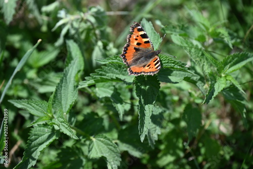 Foto Red admiral butterfly (Vanessa atalanta) on nettle plant in green meadow