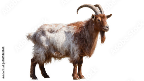 Foto Brown and white shaggy goat with curved horns, isolated on transparent backgroun
