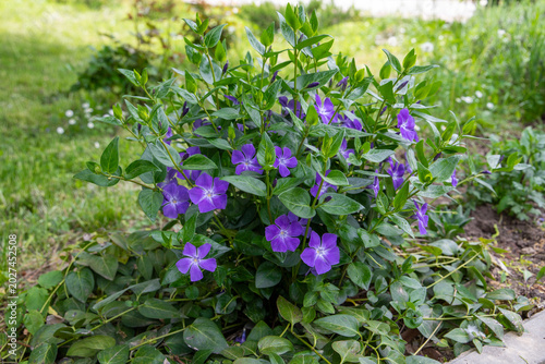 Beautiful periwinkle or vinca minor flowers with purple petals and green leaves blooming in a spring garden.