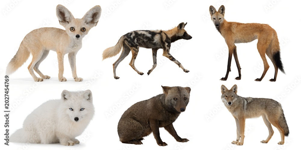 Obraz premium A Realistic Wildlife Collection Set of Six Diverse Canidae Animals Displayed in Studio Grid on White Background With Detailed Fur Textures Natural Predator Anatomy and Educational Reference Style